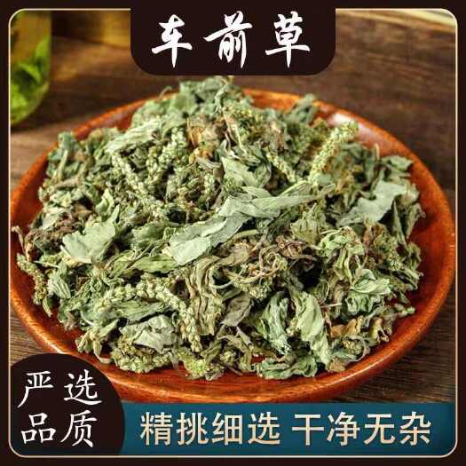 车前草中药材车前草车前草