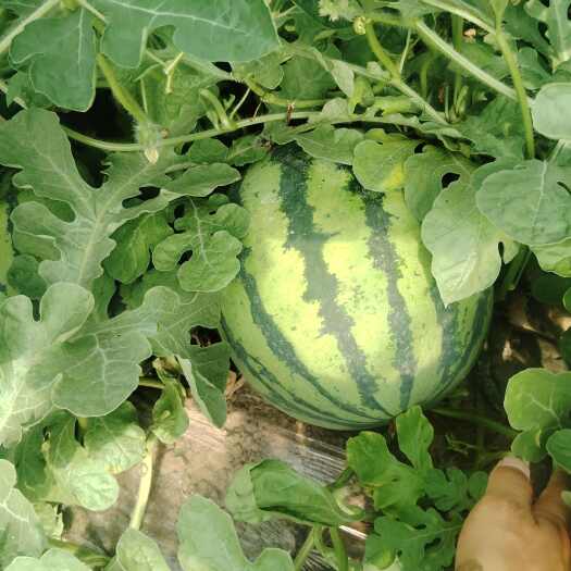 隆化县河北   精品麒麟西瓜 13以上甜度