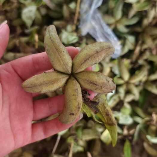 菏泽牡丹角凤丹角