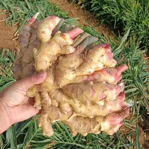 生姜 鲜姜 大黄姜 红芽鲜姜产地直销，一手货源 大量上市