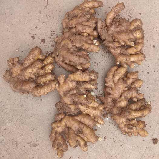 沂水县临沂沂水小黄姜，大姜