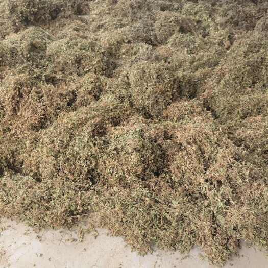 广南县云南文山广南积雪草中药材全草类优质产地直供