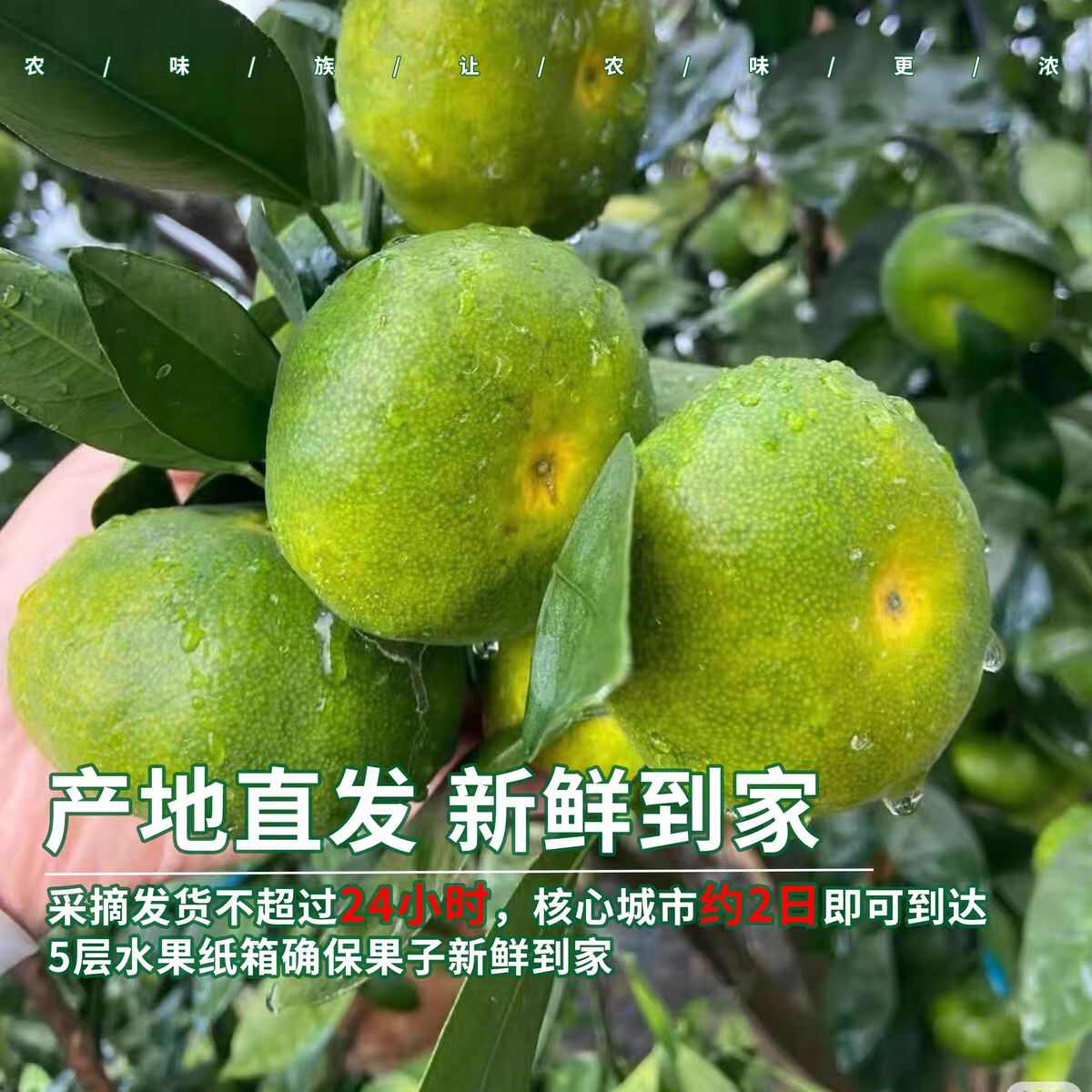 云南蜜橘特早熟桔子新鲜水果9斤当季青皮桔子无籽薄皮橘子
