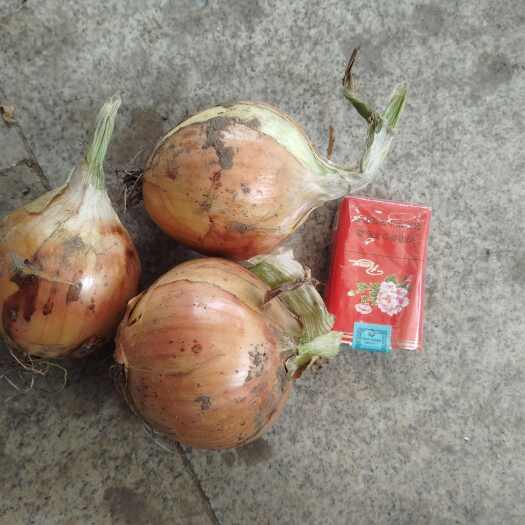 莱州市黄皮洋葱