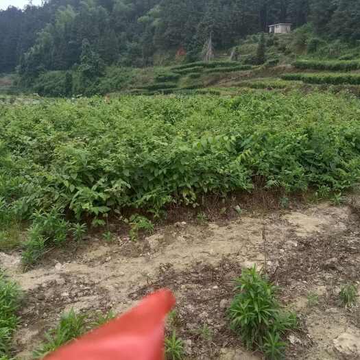 隆回县湖南邵阳黄柏种苗优质供应