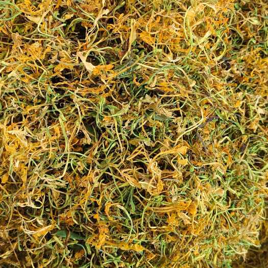 玉林金银花