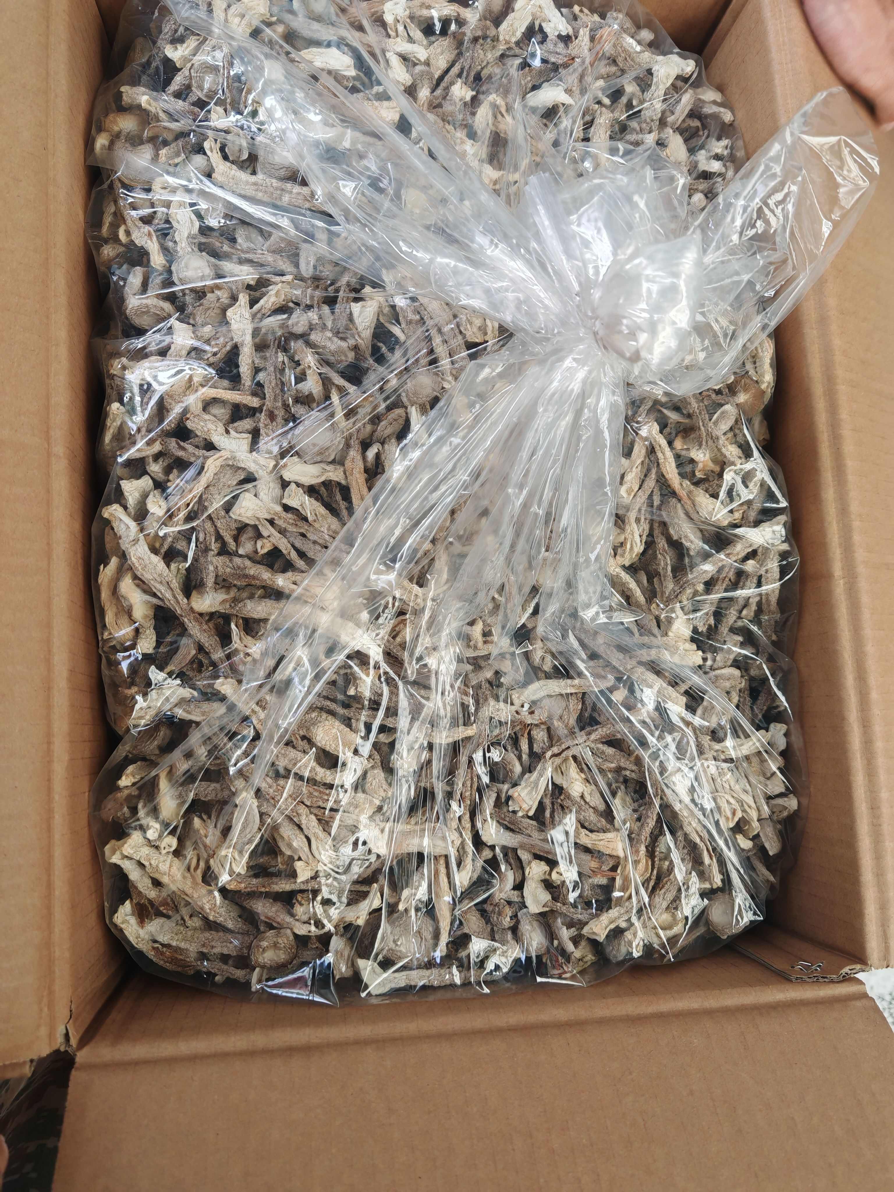 鹿茸菇 中条A货 245   贵州省内包配送