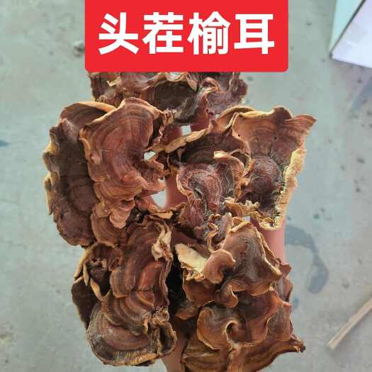 鱼台县榆耳 海参菇