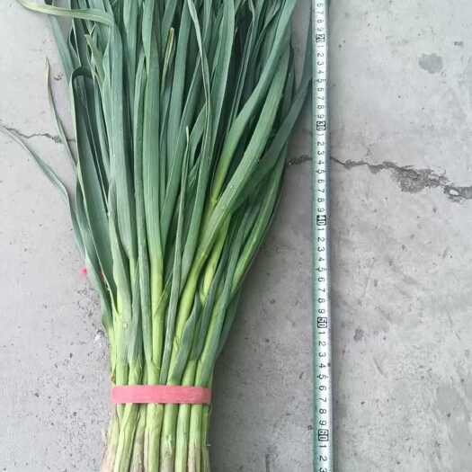 永登县精品品毛货一点红蒜苗
