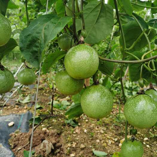 灵山县广西灵山黄金百香果纯甜无酸大量供应市场商超电商