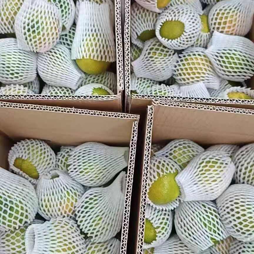 云南蜜橘特早熟桔子新鲜水果9斤当季青皮桔子无籽薄皮橘子