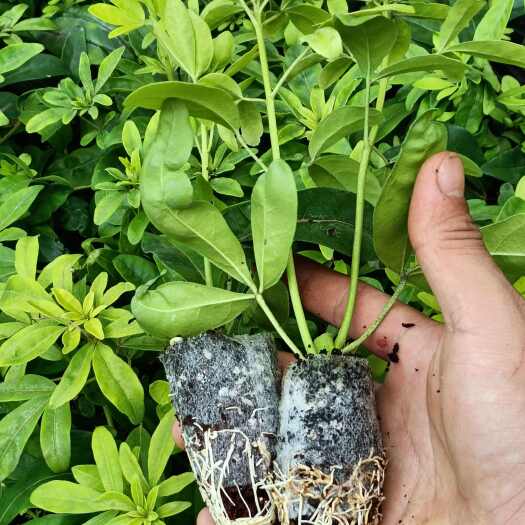 昆明墨西哥橘叶/杯苗/草花