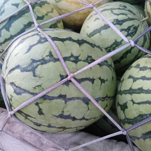 太康县西瓜