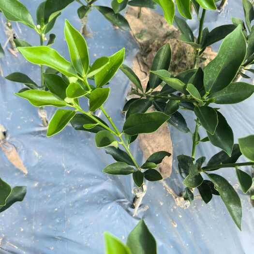 荔浦市广西桂林荔浦脆蜜金柑苗优质水果种苗批发