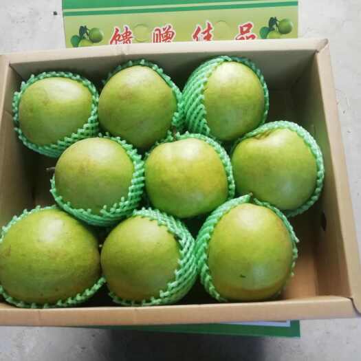 江阴市焦溪蜜梨翠冠梨