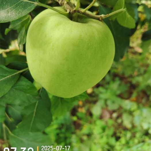 邯郸青苹果