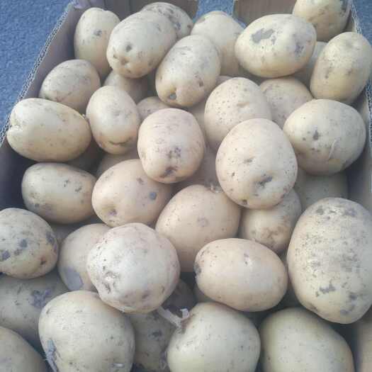 双辽市吉林土豆实验一号大量上市