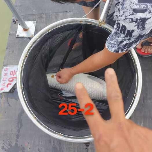 广州钓鱼场青鱼10斤到35斤