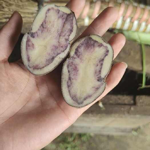 六盘水贵州高山乌洋芋
