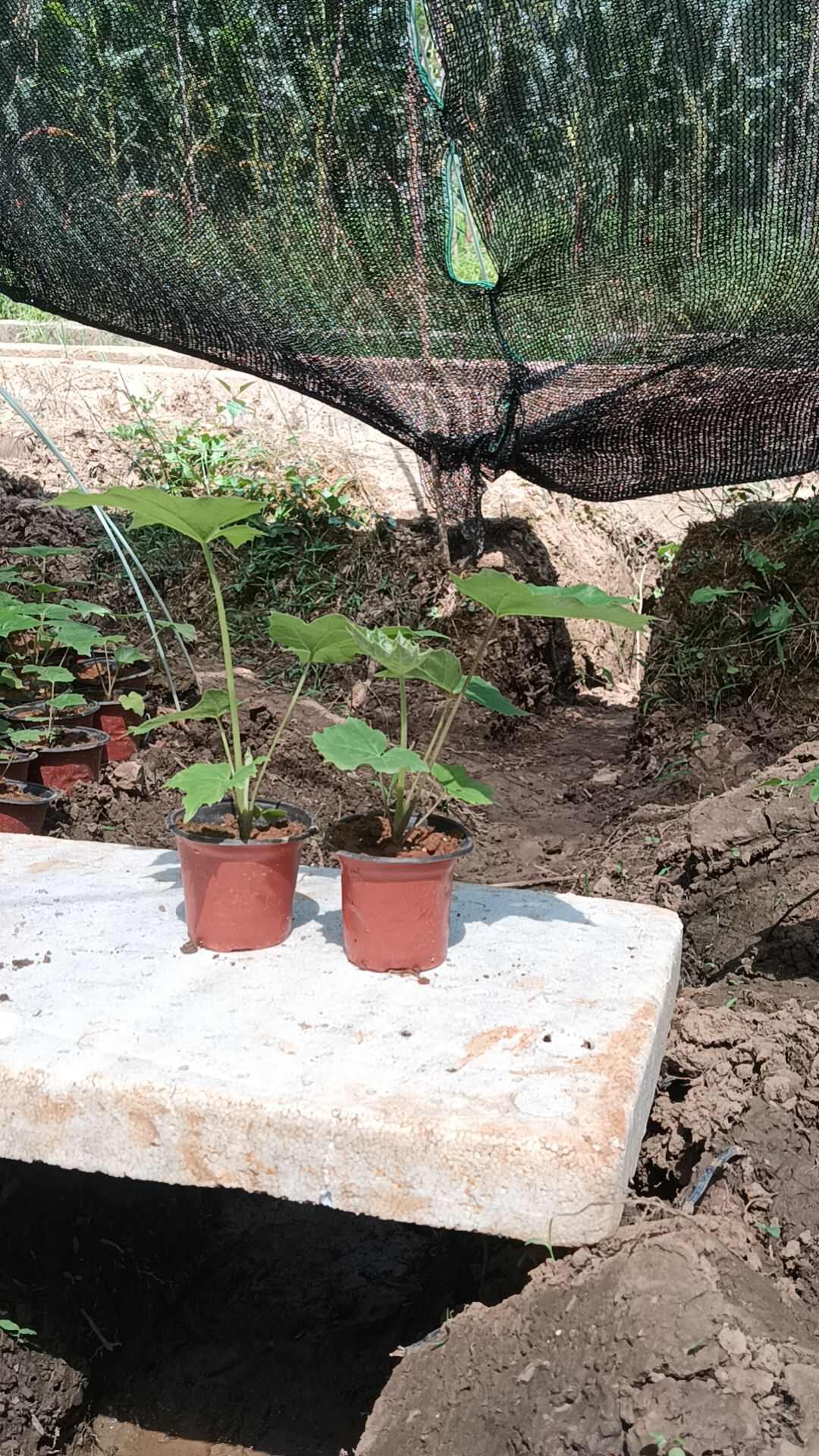 大通草杯苗基地直发