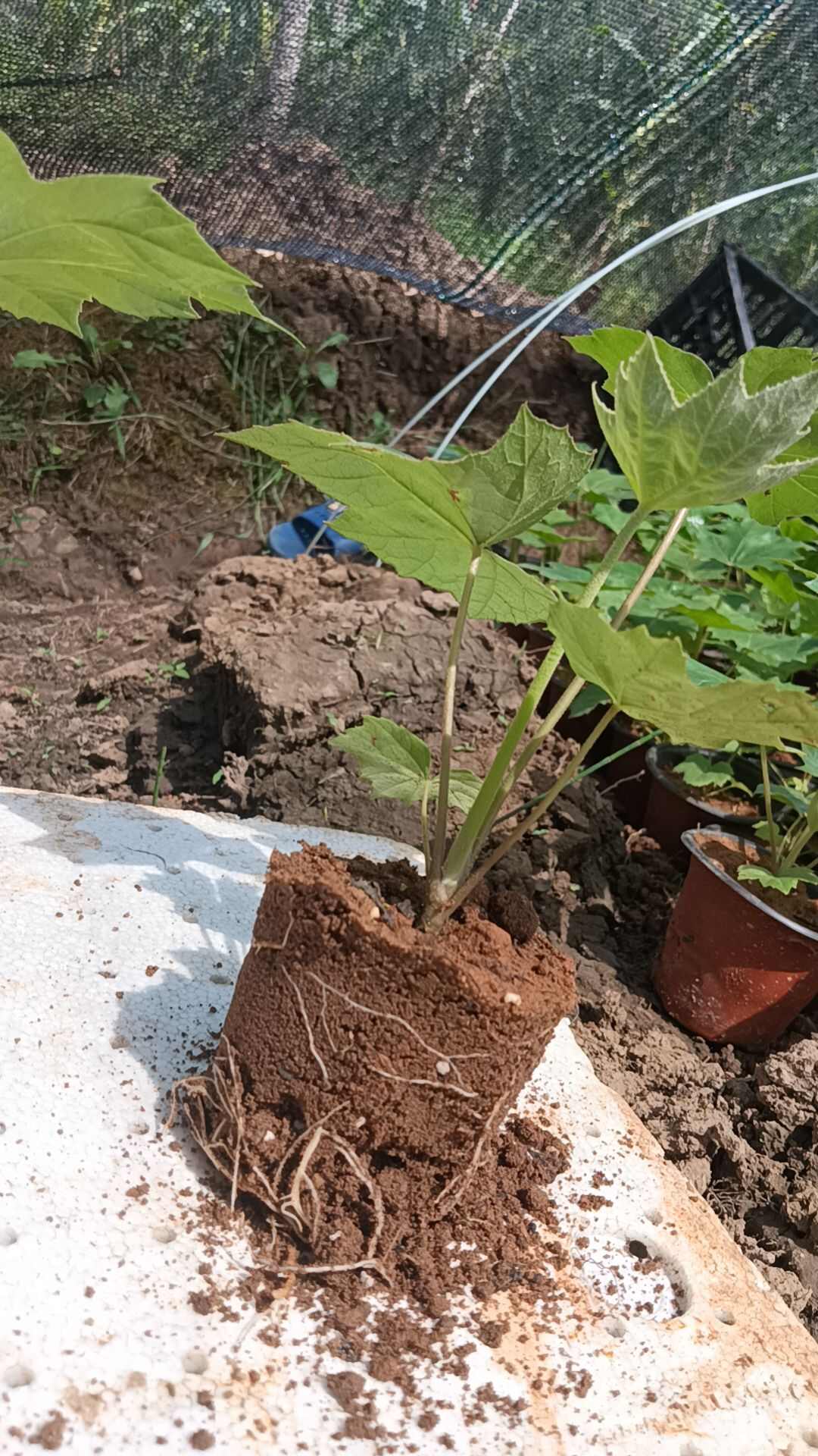 大通草杯苗基地直发