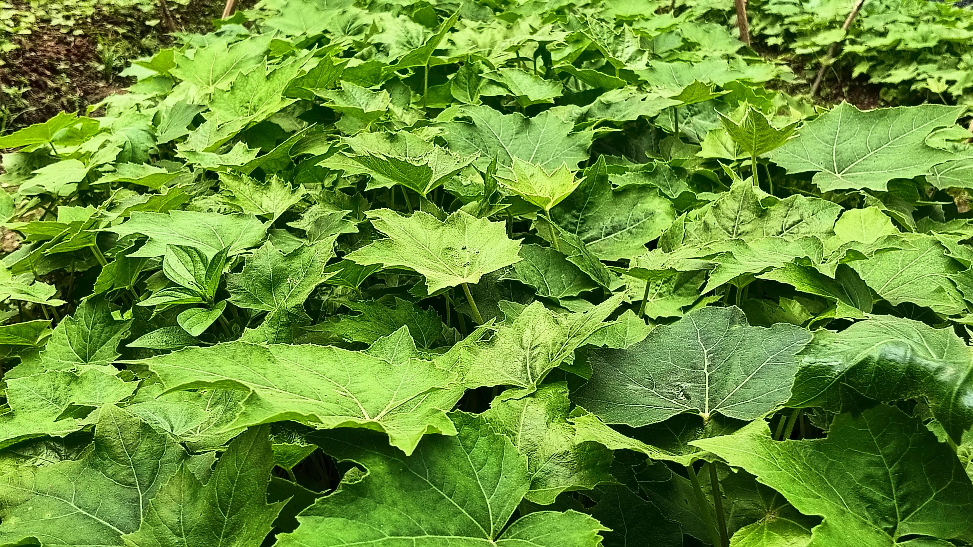 大通草杯苗基地直发