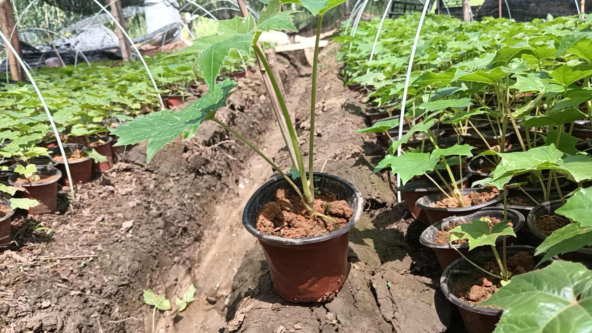 大通草杯苗基地直发