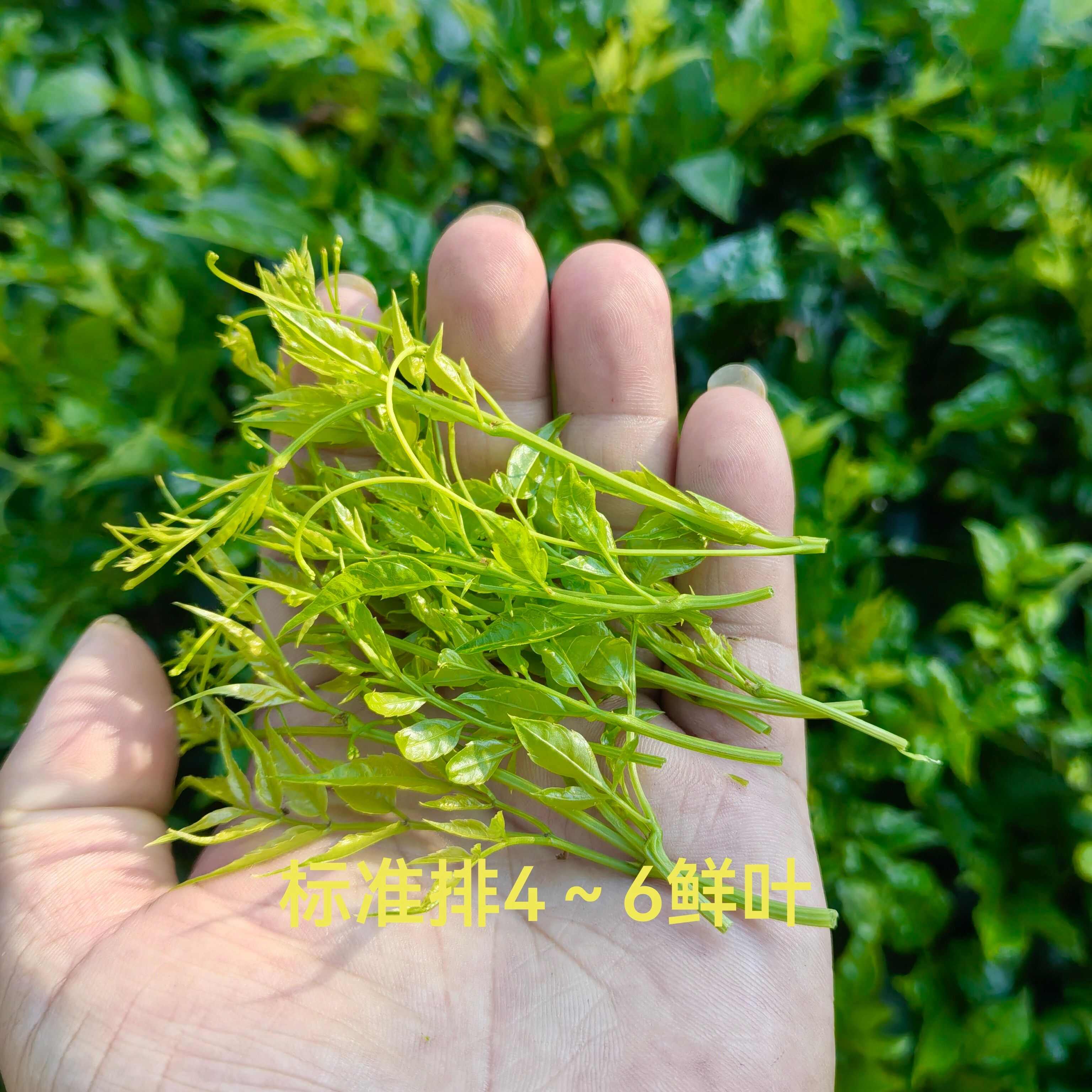 藤茶莓茶永顺莓茶