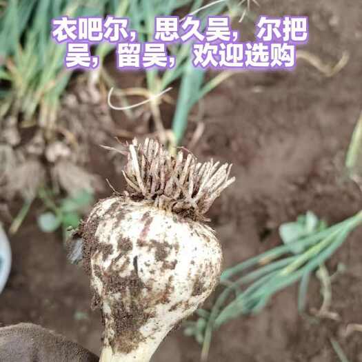 富裕县白皮鲜大蒜