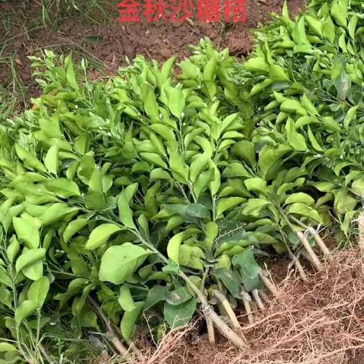 荔浦市沙糖桔一年苗，两年苗