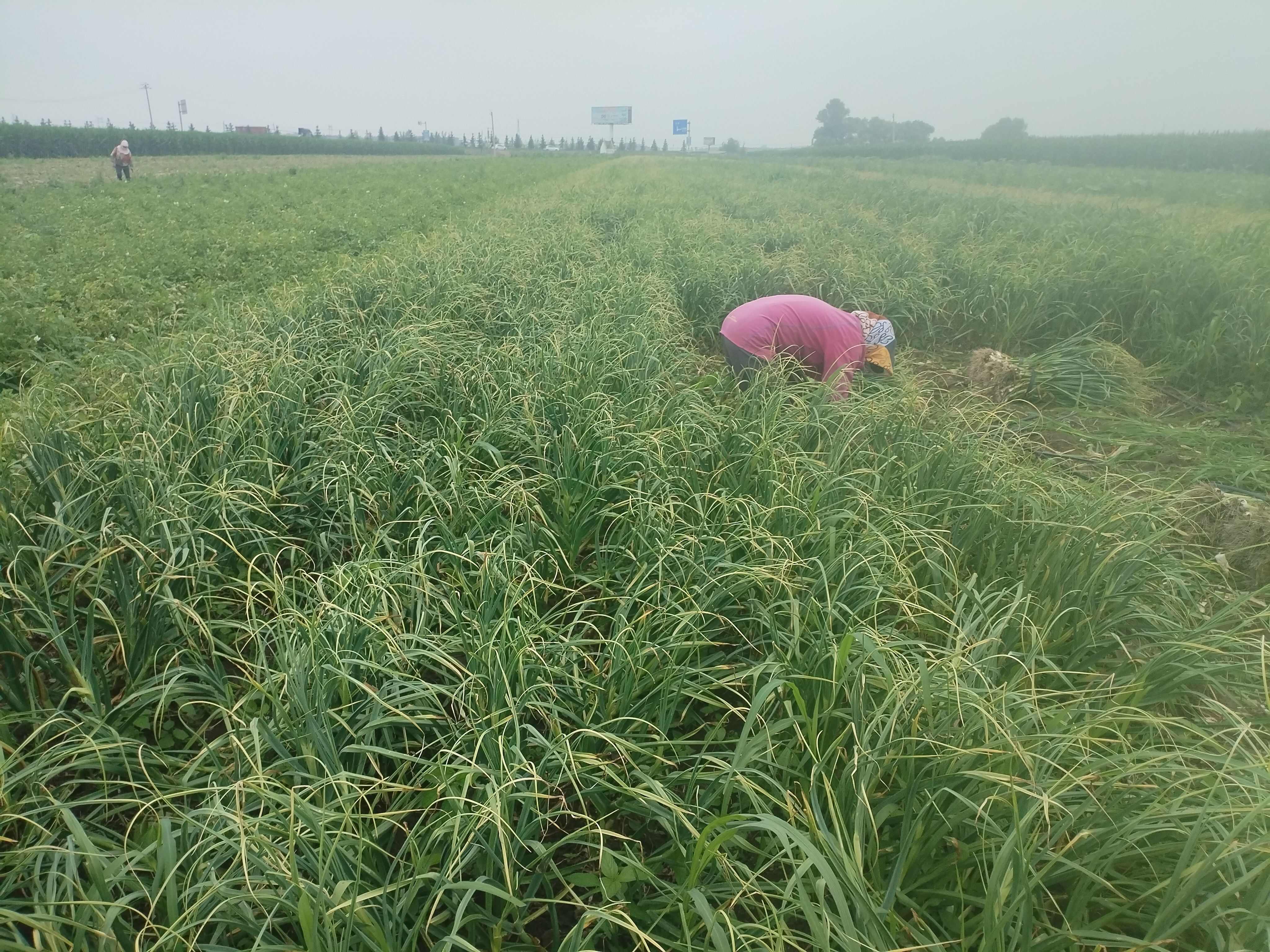 青蒜上市 个头大  个个有瓣
