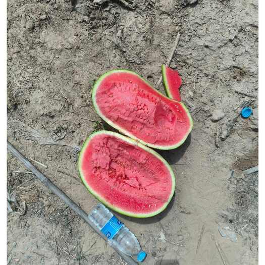南乐县宁夏硒砂瓜 石缝瓜