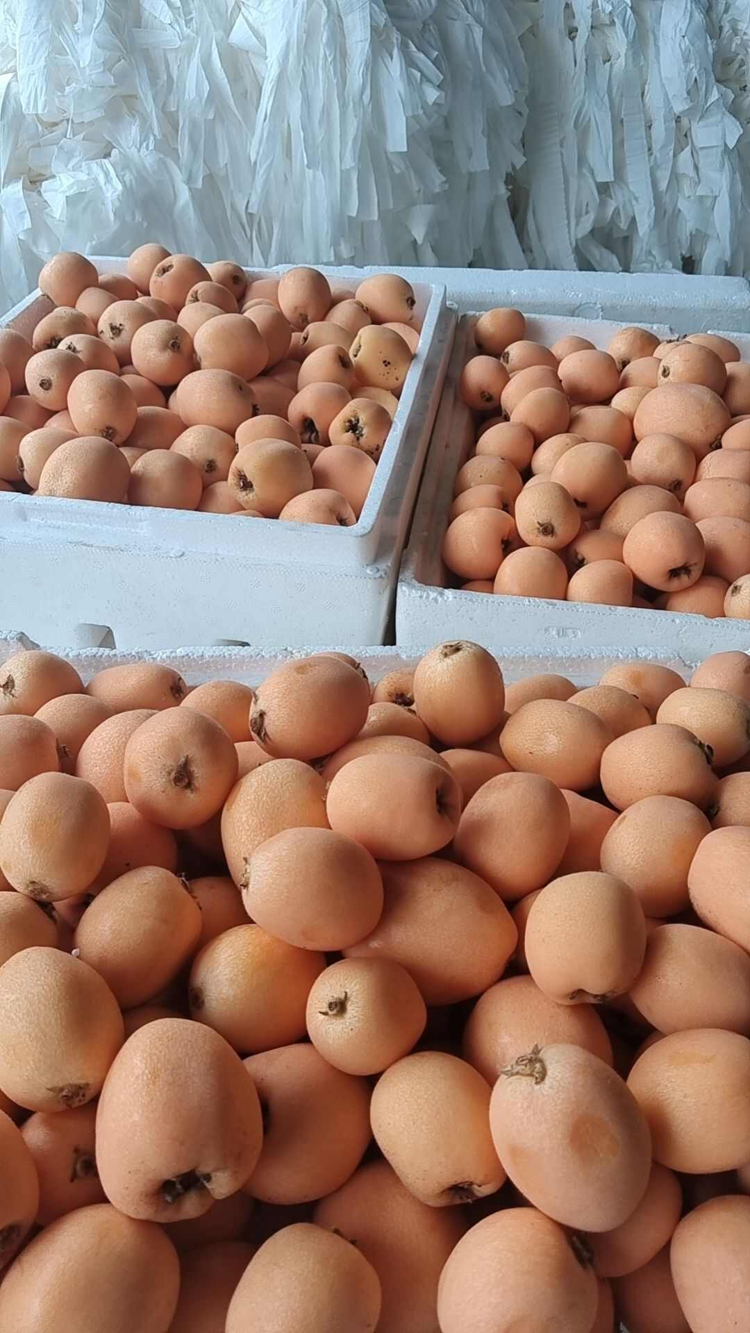五星大枇杷