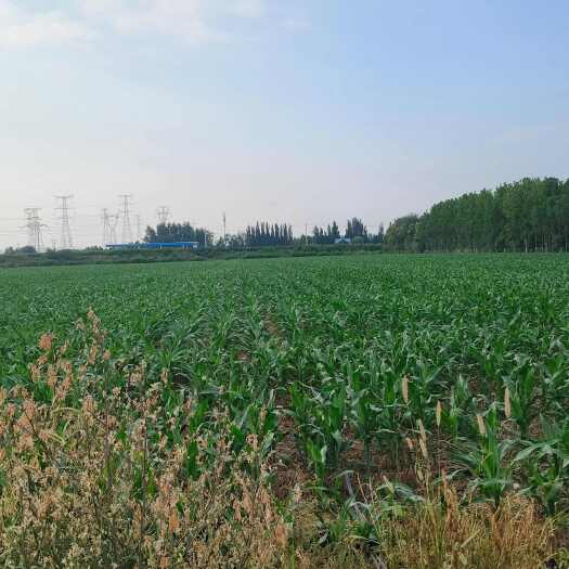潍坊高标准农田出租