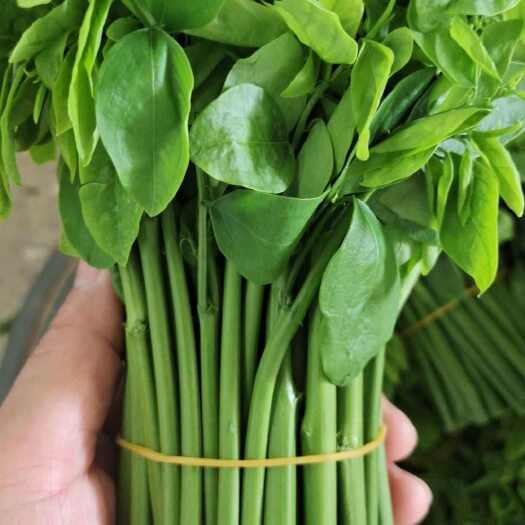 高州市树仔菜种植批发另售