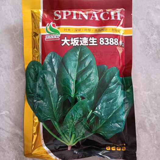长沙县速生菠菜大坂速生8388菠菜种子,中熟株型直立叶片厚叶色光亮