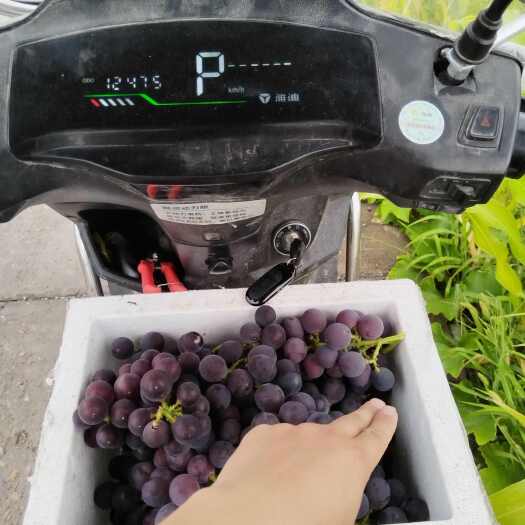 余姚市余姚临山巨峰葡萄