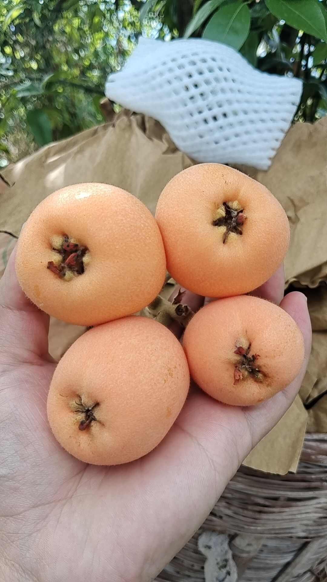五星大枇杷