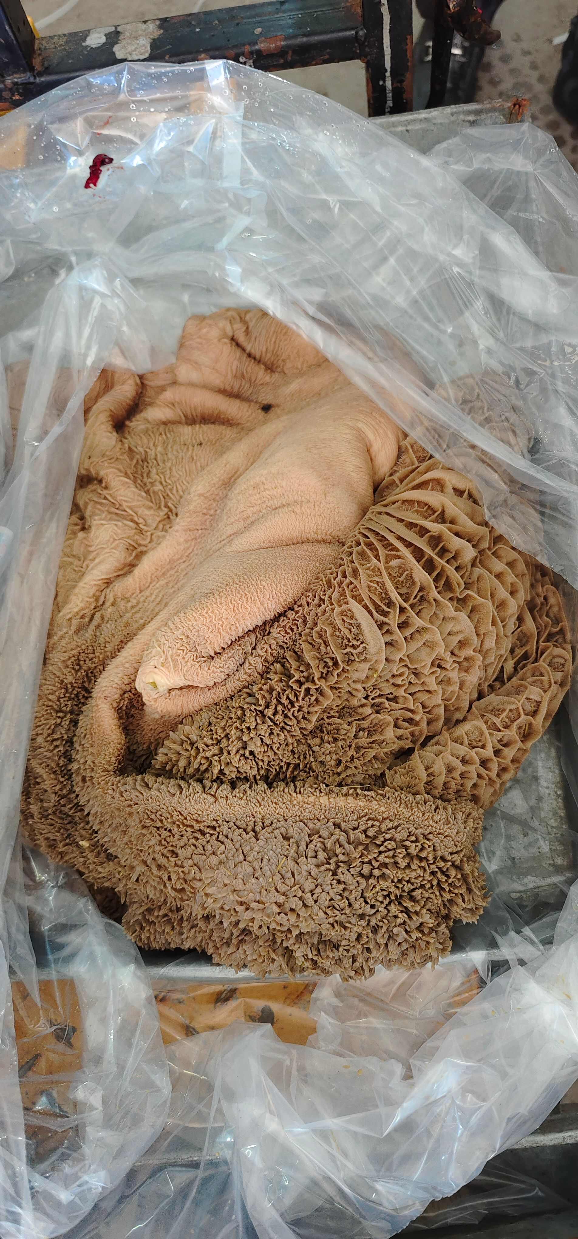 锡林浩特【牛毛肚】黄牛生的、水洗干净！带金钱肚不掉毛！全国发货