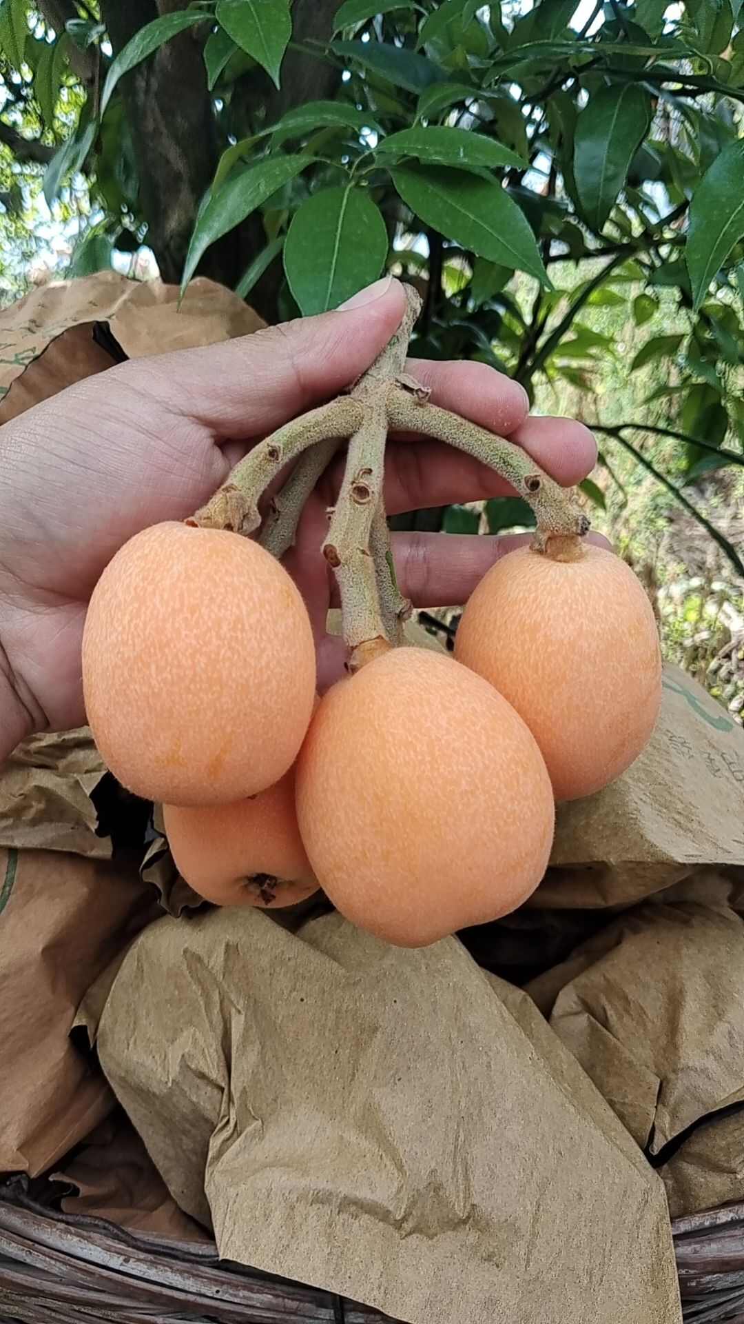 五星大枇杷