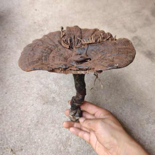 寻乌县灵芝 干货高山不苦带孢子粉超长腿灵芝 紫灵芝批发