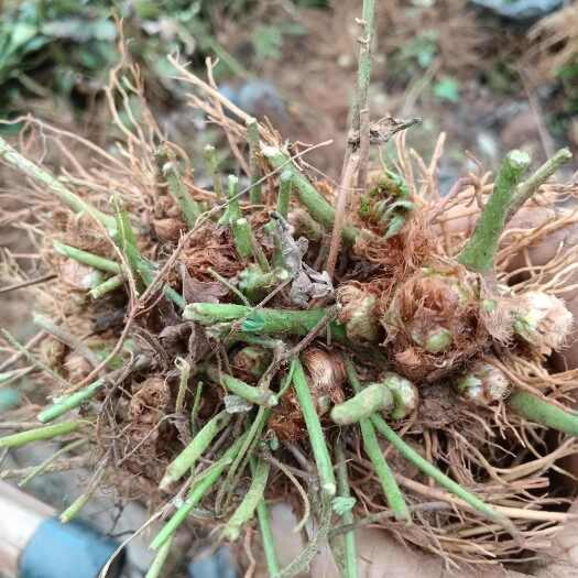 昆明落新妇块根（种球）大量出售