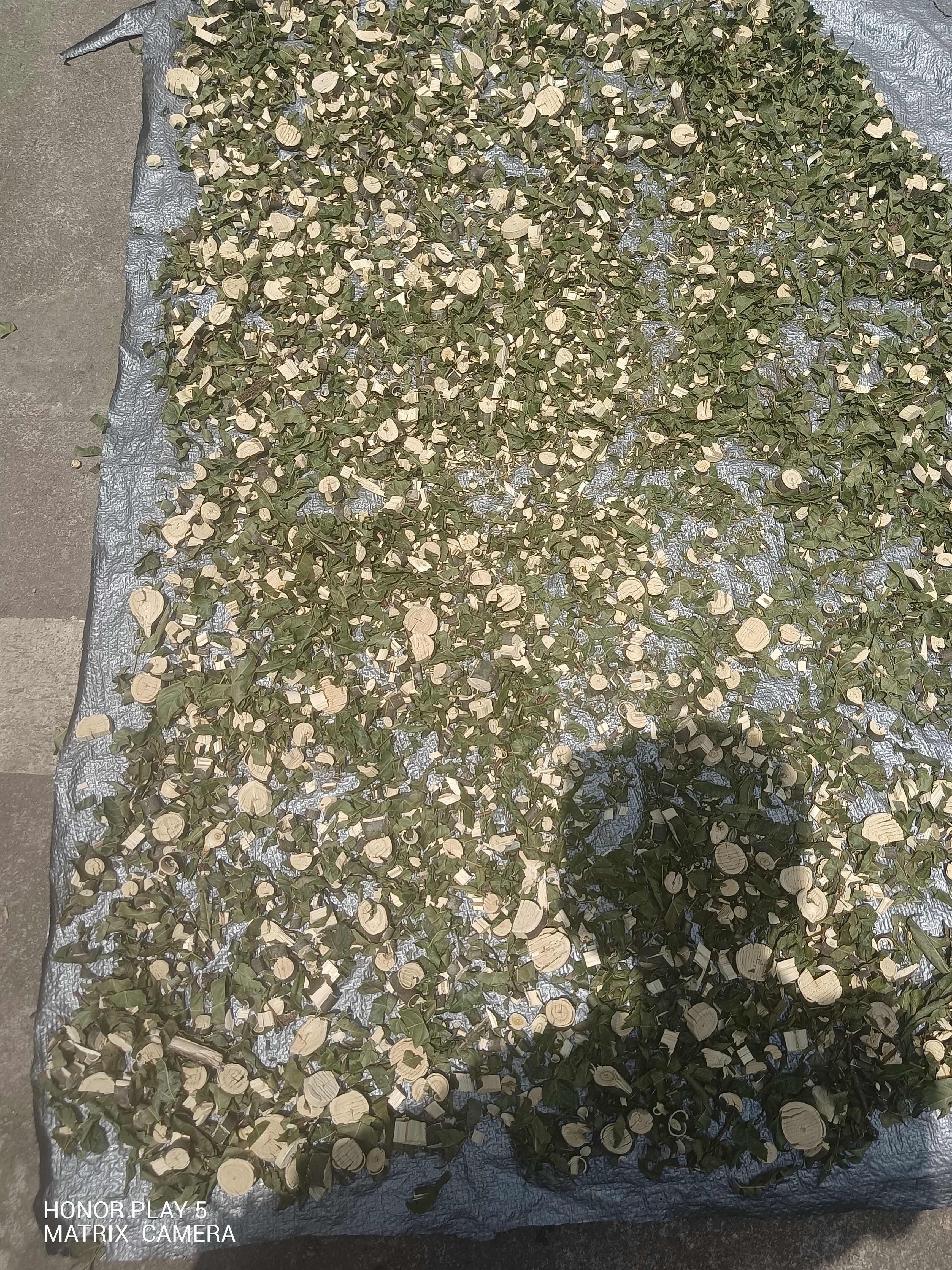 苦木