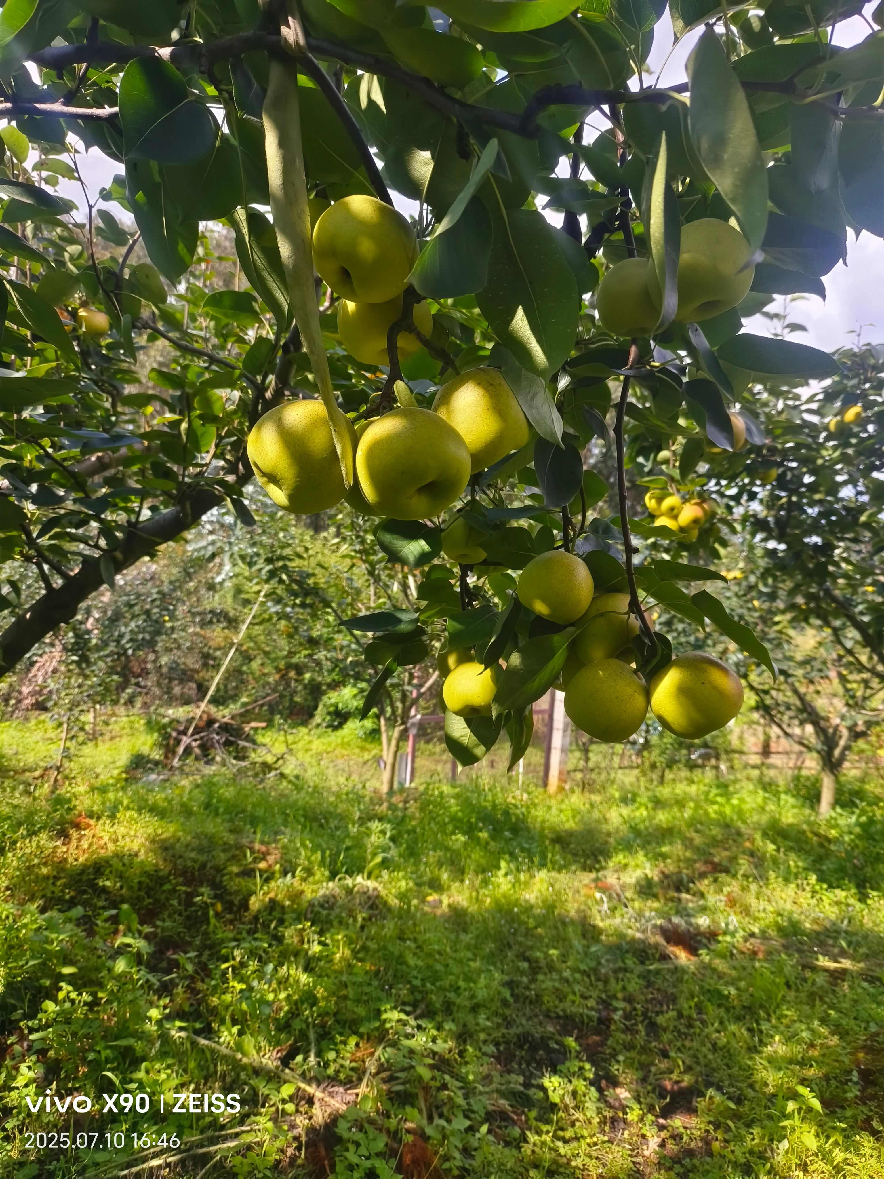 红梨