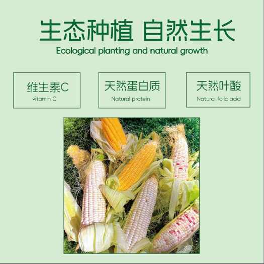 ✅ 东北黑土玉米~7根/箱【全国包邮】