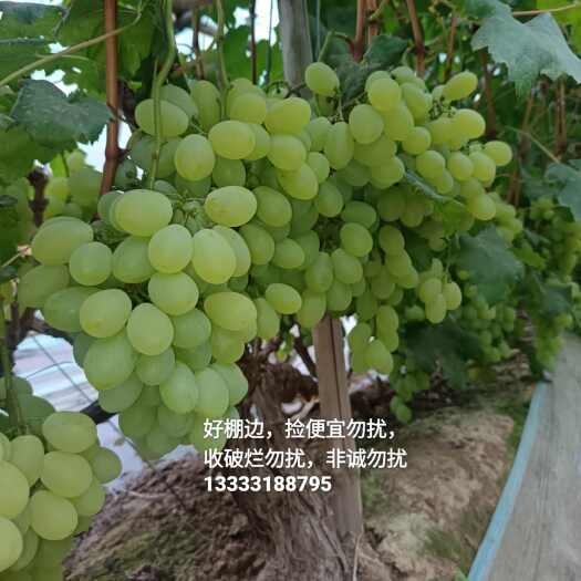 饶阳县饶阳葡萄批发