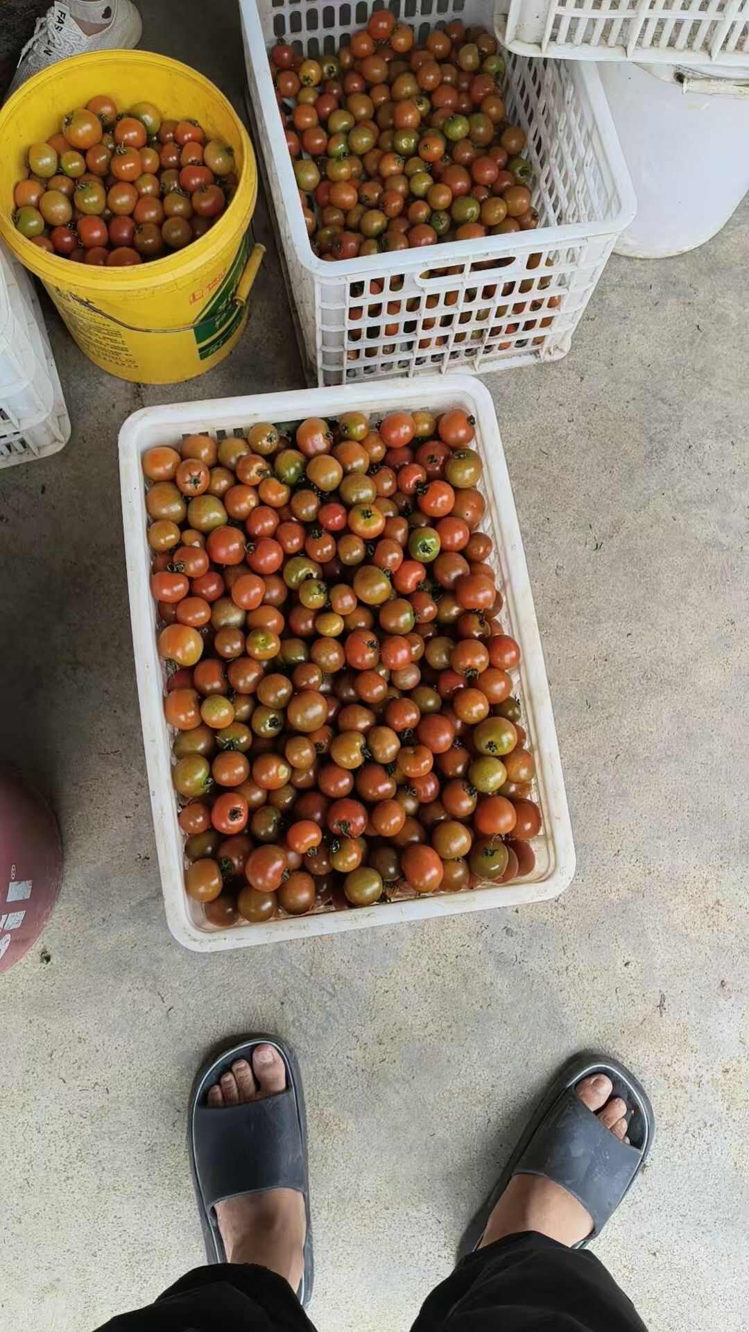 贵州特色小西红柿，欢迎各位老板来点电