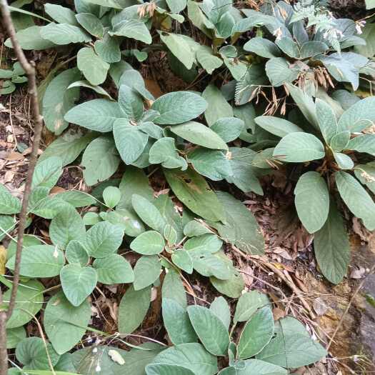 连州市石上莲又名软肝草