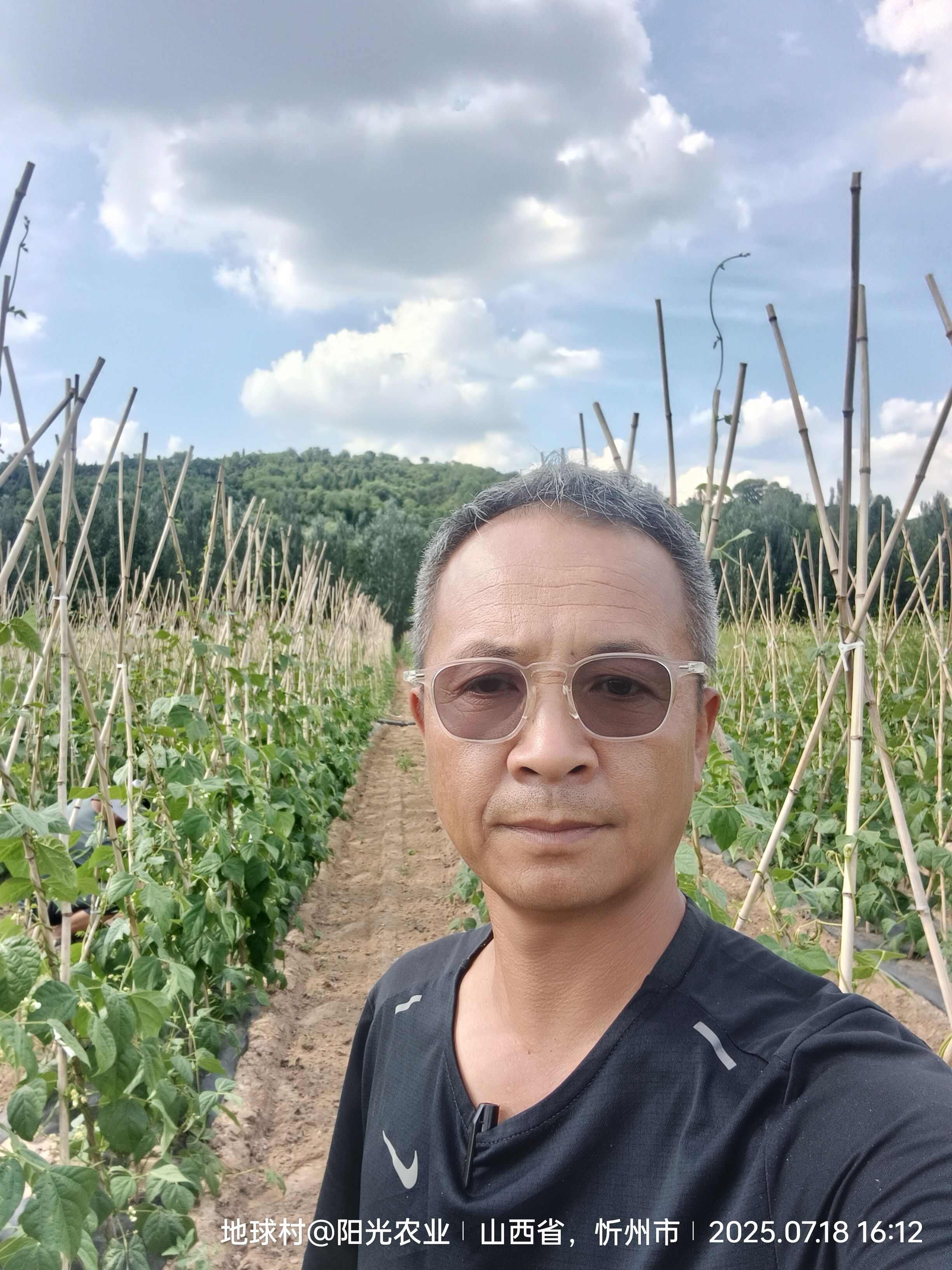 绿色种，露地无丝豆角