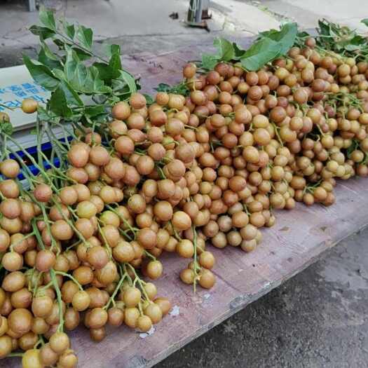 广西黑黄皮果